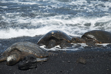 Turtles on Black Sand Beach, Hawaii
