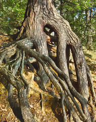 Fototapeta na wymiar Roots of an old pine on a steep
