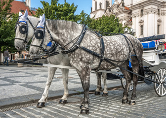 Fototapeta na wymiar Horse-drawn carriage on the streets of Prague.