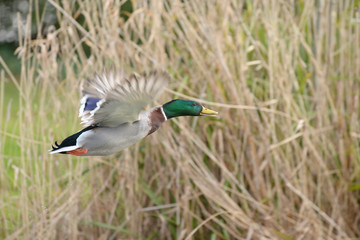 Mallard, Anas platyrhynchos