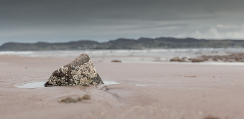 Barnacles on a rock