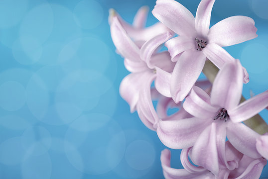 Purple Hyacinth On Blue Background