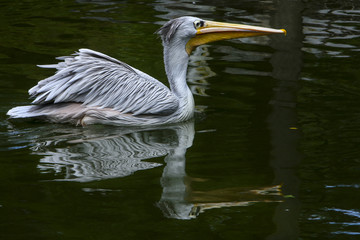 Kroeskoppelikaan met spiegeling.