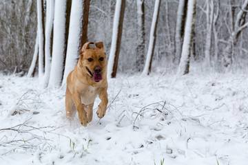 Labrador Retriever Hündin springt im Schnee