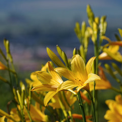 Gelbe Taglilien vor Panorama-Ausblick in Einbeck