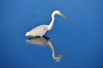 Airone bianco maggiore