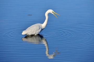 Airone bianco maggiore