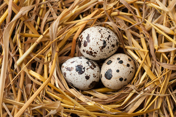 Obraz premium Quail eggs