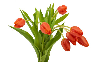 Delicate bouquet of flowers red spring tulips