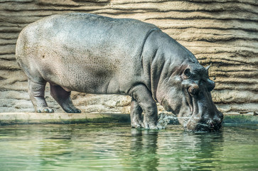 Fototapeta premium Hippopotamus amphibius commonly known as hippo