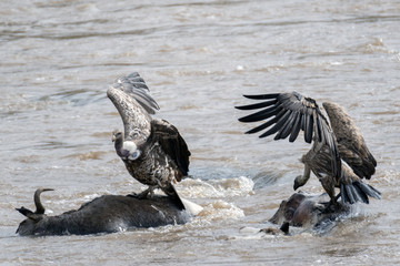 Vultures Feast