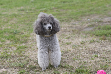 poodle