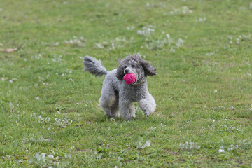 Fototapeta premium poodle