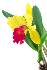 Cattleya orchid isolated on a white background
