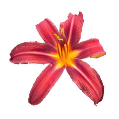 Red daylily (Hemerocallis)