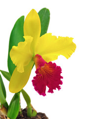 Cattleya orchid isolated on a white background
