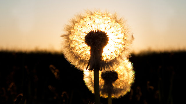 Pustesonne