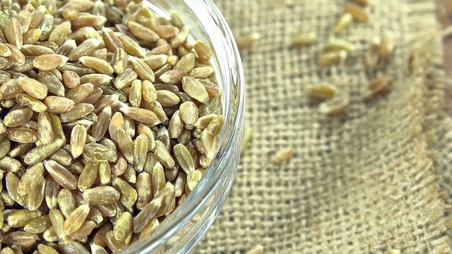 Green Spelt (seamless loopable close-up 4K UHD footage)