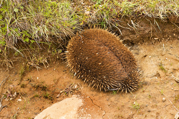 Echidna burrowing for protection