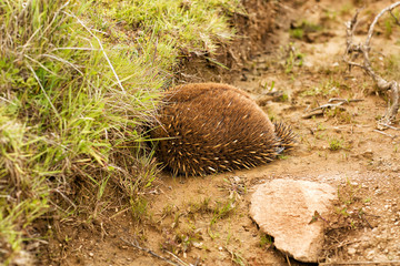 Echidna burrowing for protection