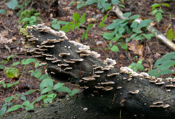 mushroom growing
