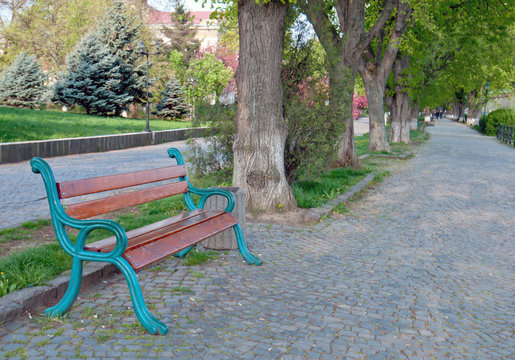 Fototapeta long tree alley