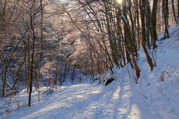 Winter road in forest