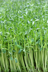 Fototapeta premium Fresh organic background, photo taken at local farmers market