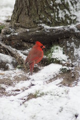Cardinal