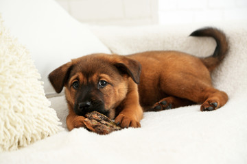 Cute puppy on sofa on brick wall background