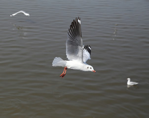 Seagull flying