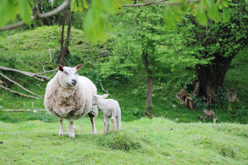 Obraz na płótnie Canvas Sheep with lambs