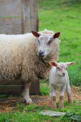Naklejka na ściany i meble Sheep with lambs