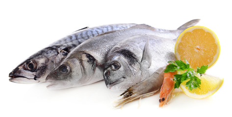 Fresh fish and other seafood isolated on white
