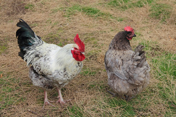Hen in the yard