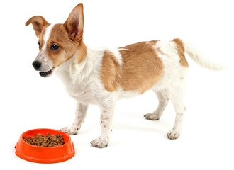 Puppy eating food from dish, isolated on white background