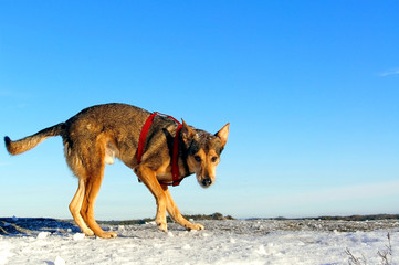Dog playing in the snow
