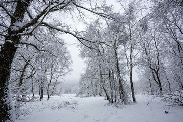 Obraz premium winter forest