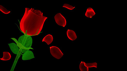 shiny red rose with petals on black background