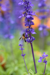 Obraz premium Lavender flower with bee