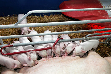 Pigglets
