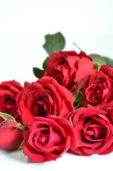 red roses on background