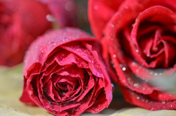 Red rose closeup with drop