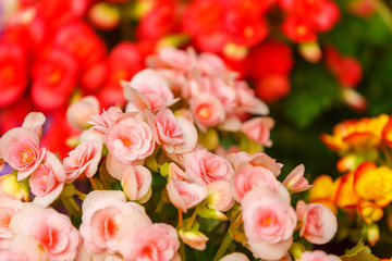 Color ful little flower blossom in garden