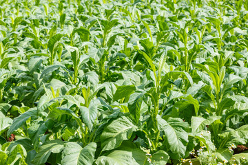 tobacco plant in northern on thailand