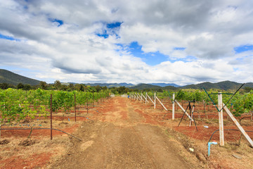 Fototapeta na wymiar branch young grapes on vine in vineyard
