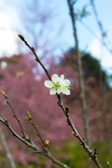 white japan cherry blossom