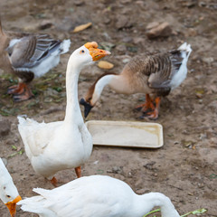 white goose