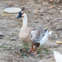 brown goose