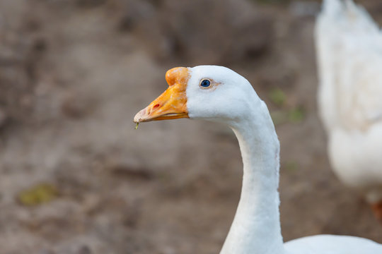 closeup head of white goose